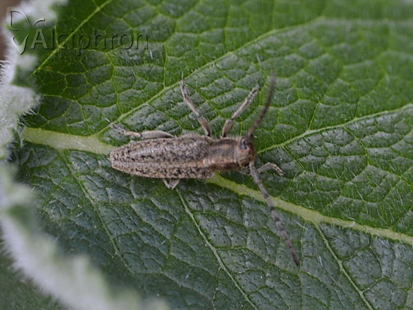Pilemia hirsutula