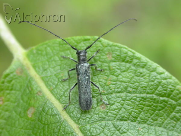 Stenostola dubia