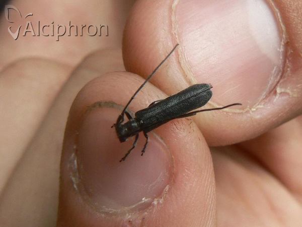 Stenostola ferrea