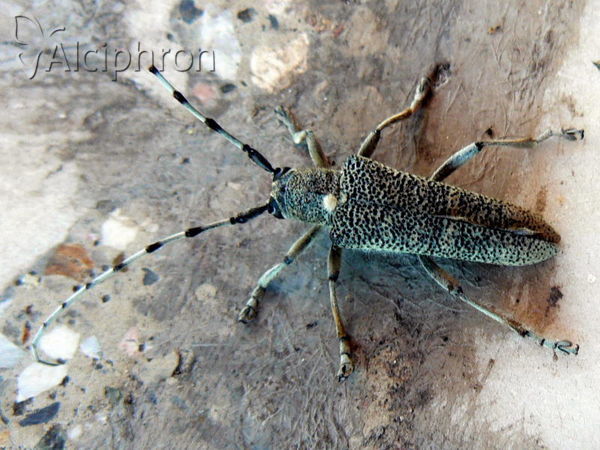 Saperda carcharias