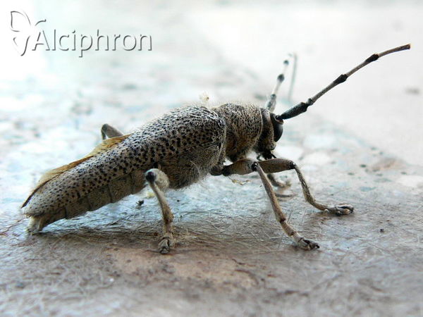 Saperda carcharias
