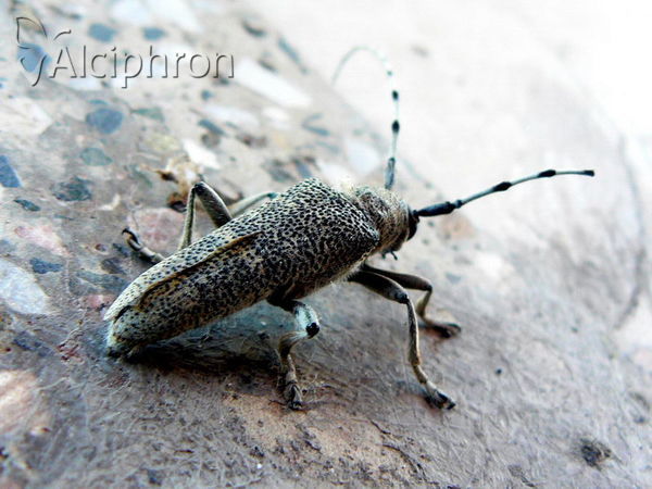 Saperda carcharias