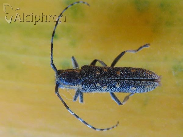 Saperda populnea