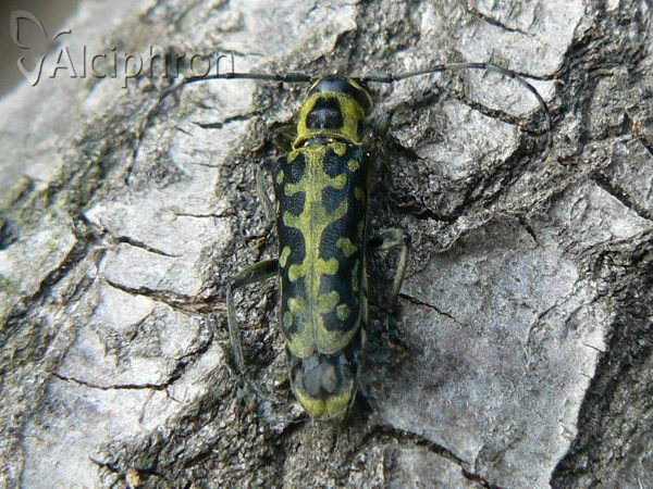 Saperda scalaris
