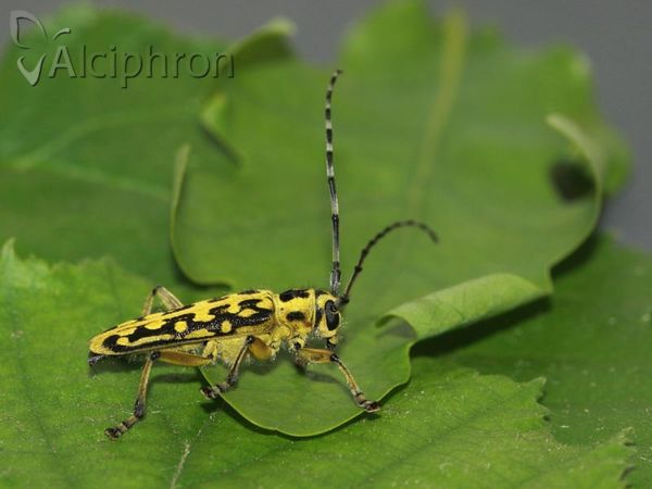 Saperda scalaris