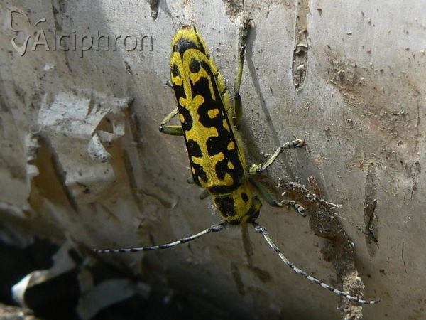 Saperda scalaris