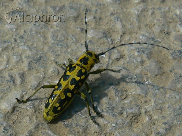 Saperda scalaris