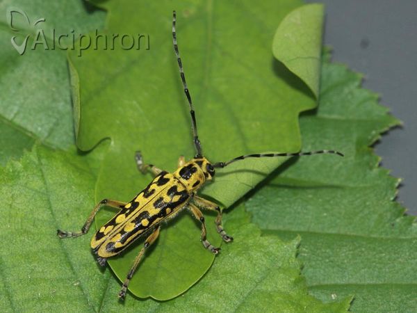 Saperda scalaris