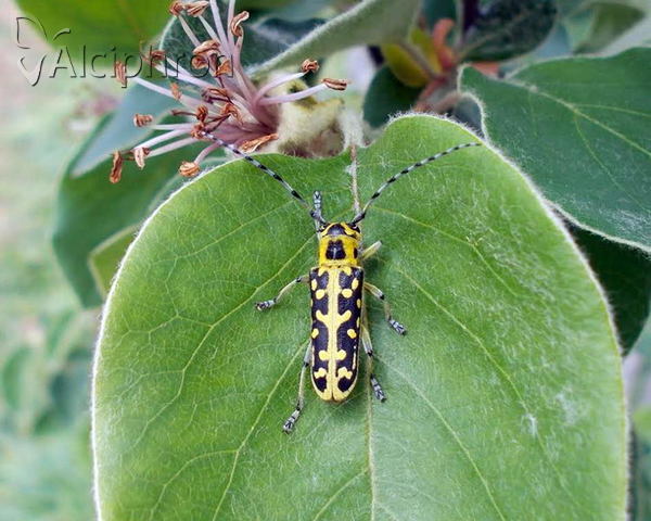 Saperda scalaris
