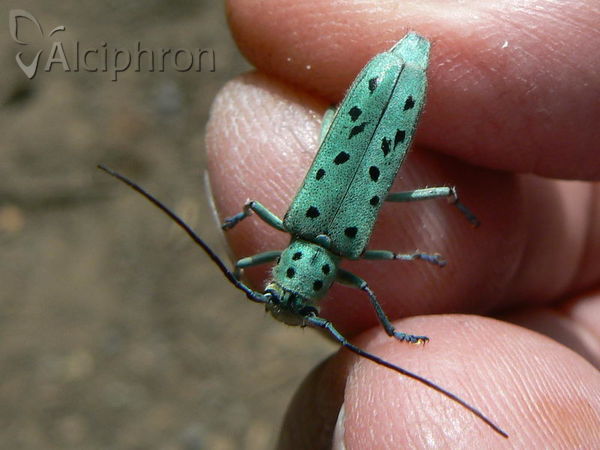 Saperda punctata