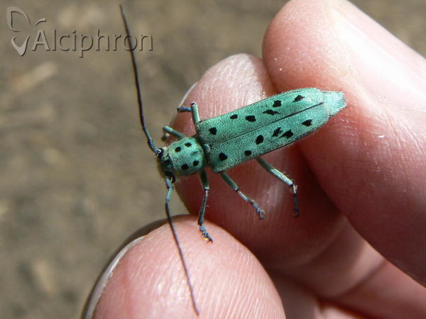 Saperda punctata