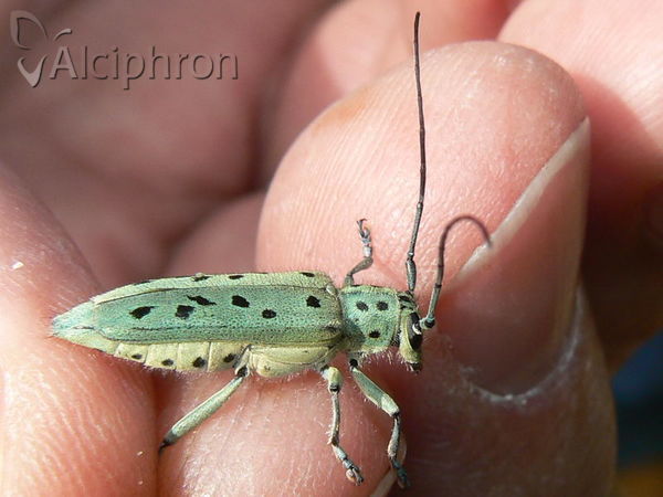 Saperda punctata