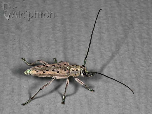 Saperda punctata