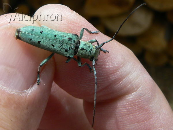 Saperda octopunctata
