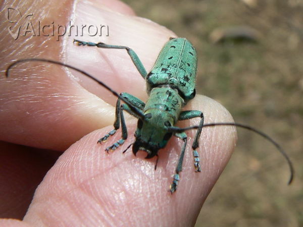 Saperda octopunctata