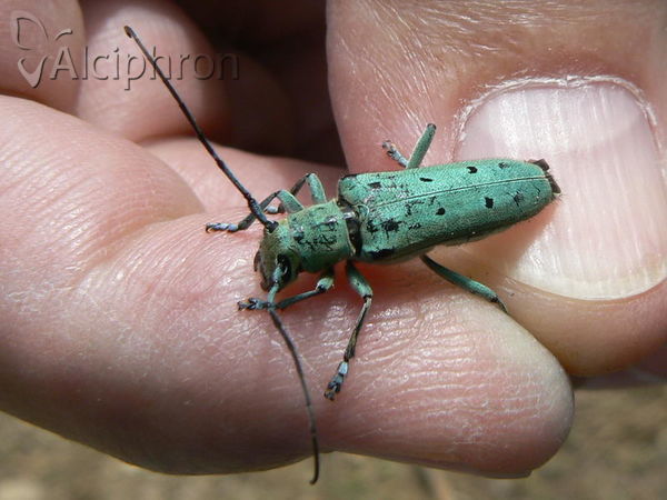 Saperda octopunctata