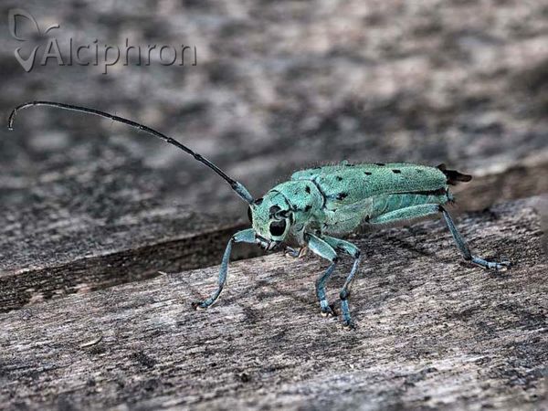 Saperda octopunctata