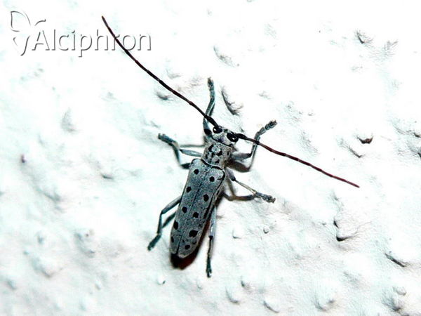 Saperda perforata