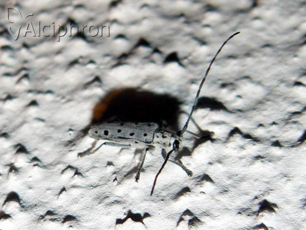 Saperda perforata