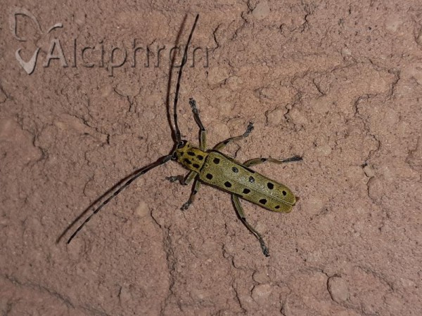 Saperda perforata