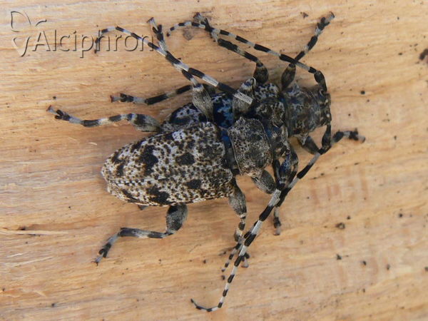 Aegomorphus clavipes
