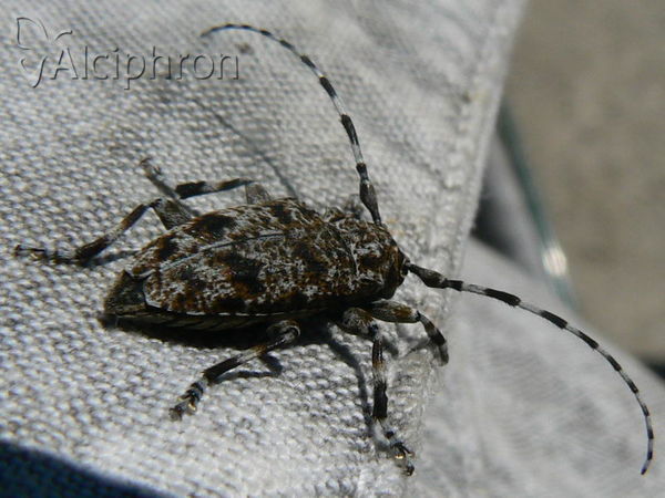Aegomorphus clavipes
