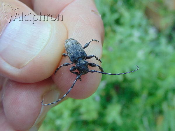 Aegomorphus clavipes