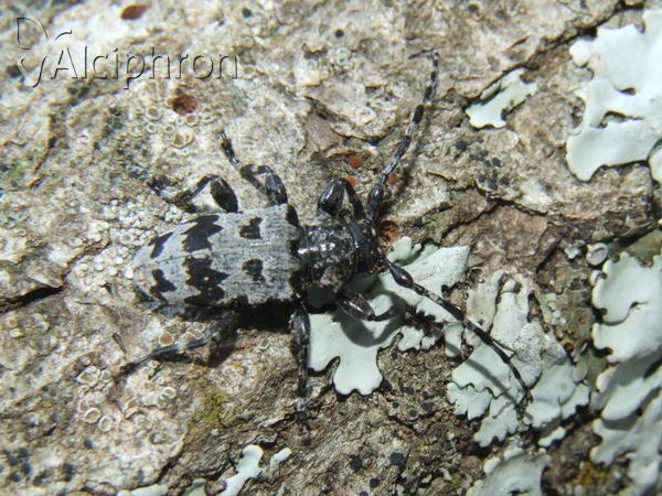 Aegomorphus krueperi