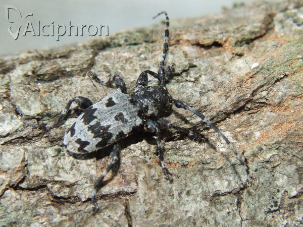 Aegomorphus krueperi