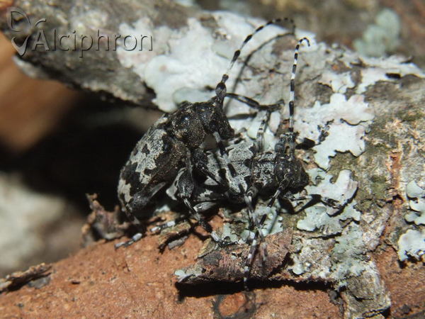 Aegomorphus krueperi