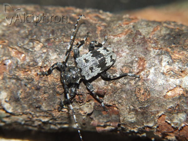 Aegomorphus krueperi
