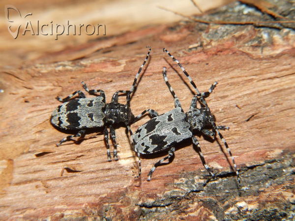 Aegomorphus krueperi