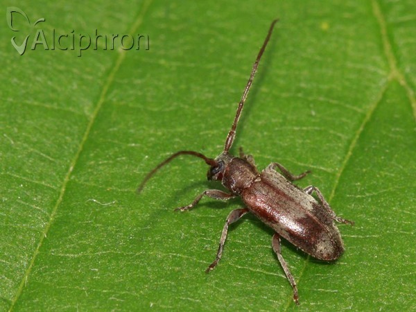 Exocentrus lusitanus