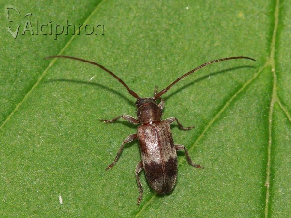 Exocentrus lusitanus