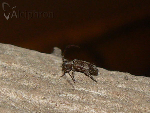 Exocentrus adspersus