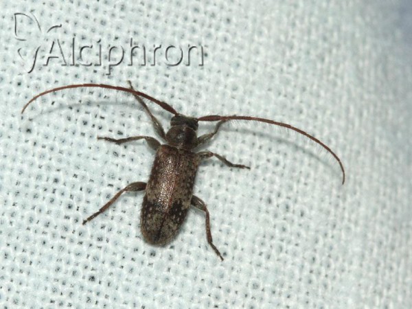 Exocentrus adspersus
