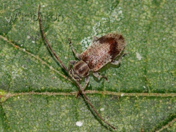 Exocentrus punctipennis