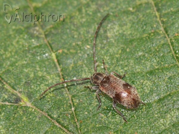 Exocentrus punctipennis