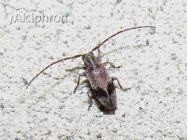 Exocentrus punctipennis