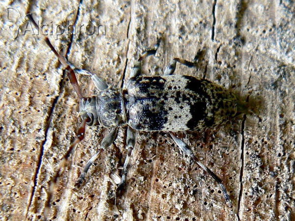 Leiopus nebulosus