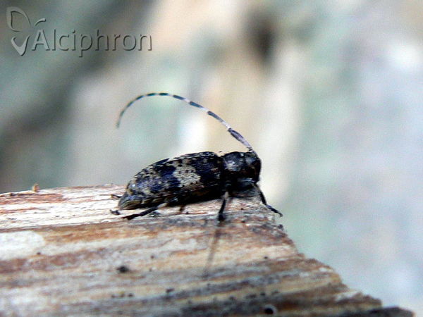 Leiopus nebulosus