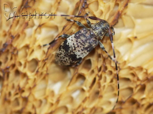 Leiopus nebulosus