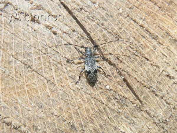 Leiopus nebulosus