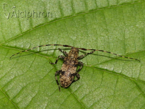 Leiopus nebulosus