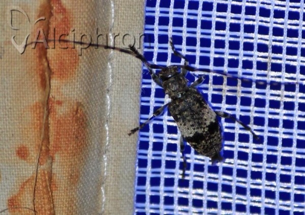 Leiopus linnei