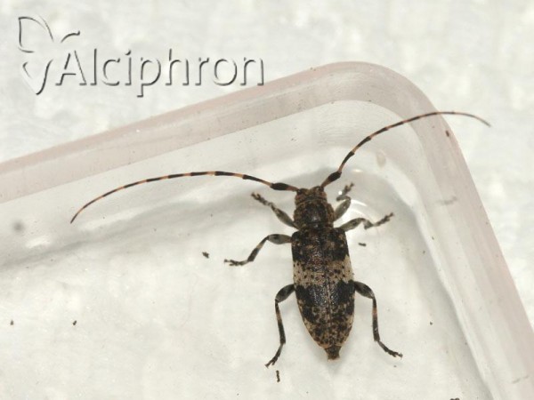 Leiopus linnei