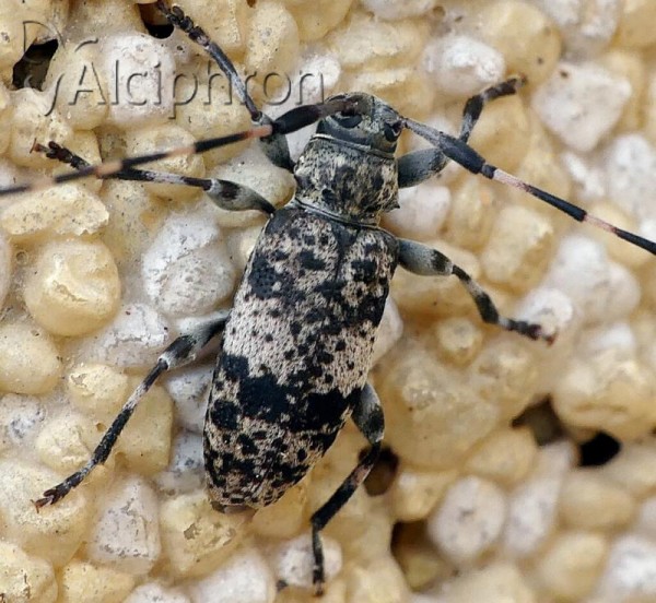 Leiopus linnei