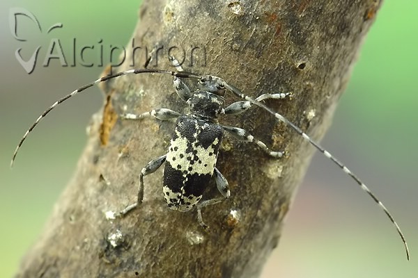 Leiopus punctulatus