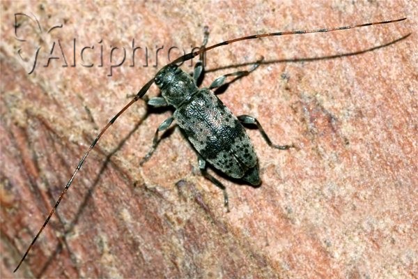 Leiopus femoratus