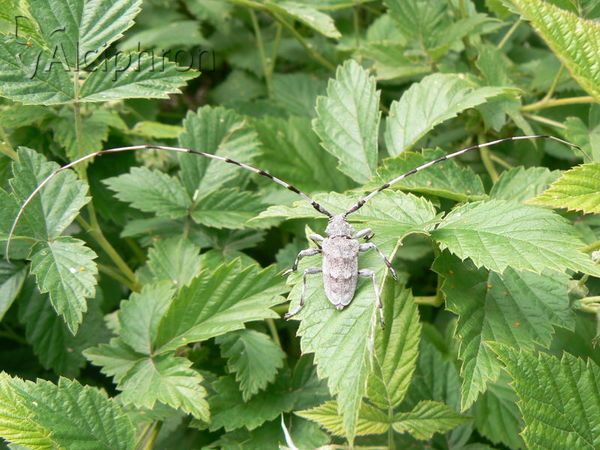 Acanthocinus aedilis